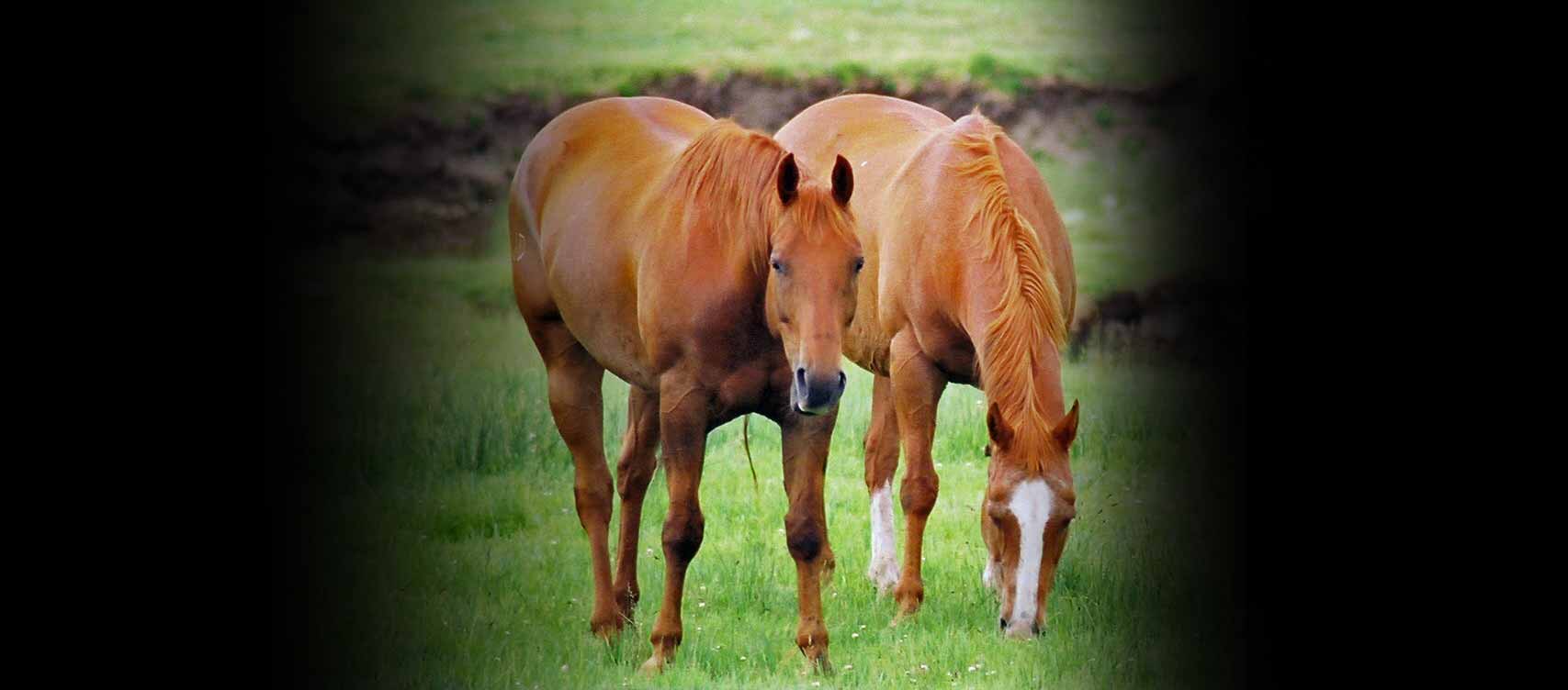 Ons doel is om het evenwicht te herstellen in uw paard