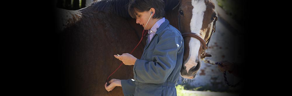 Ons doel is om extra ondersteuning te bieden voor je paard als hij het het hardst nodig heeft