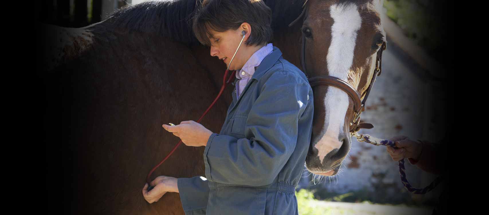 Ons doel is om extra ondersteuning te bieden voor je paard als hij het het hardst nodig heeft