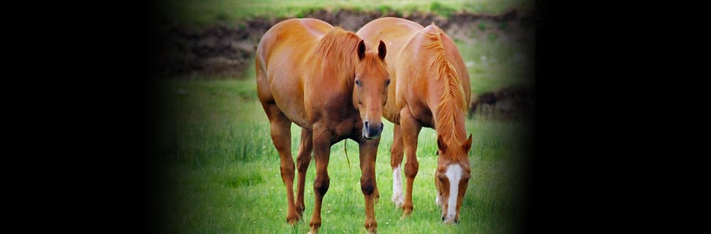 Unser Ziel ist es, das Immunsystem Ihres Pferdes zu stärken.