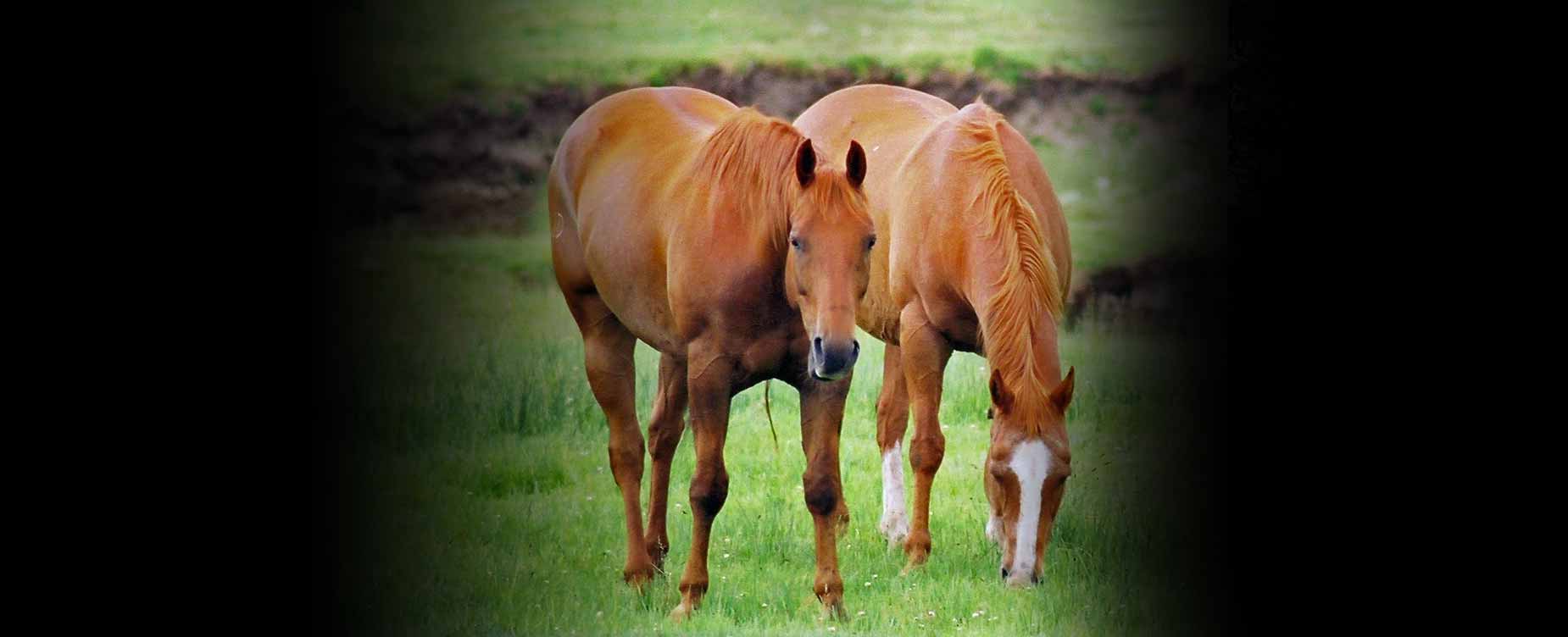 Unser Ziel ist es, das Immunsystem Ihres Pferdes zu stärken.