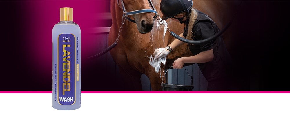Eine Bodywash ohne Auspülen, welches ätherisches Lavendelöl enthält, um Ihr Pferd nach dem Training oder am Ende eines heißen Tages zu erfrischen.