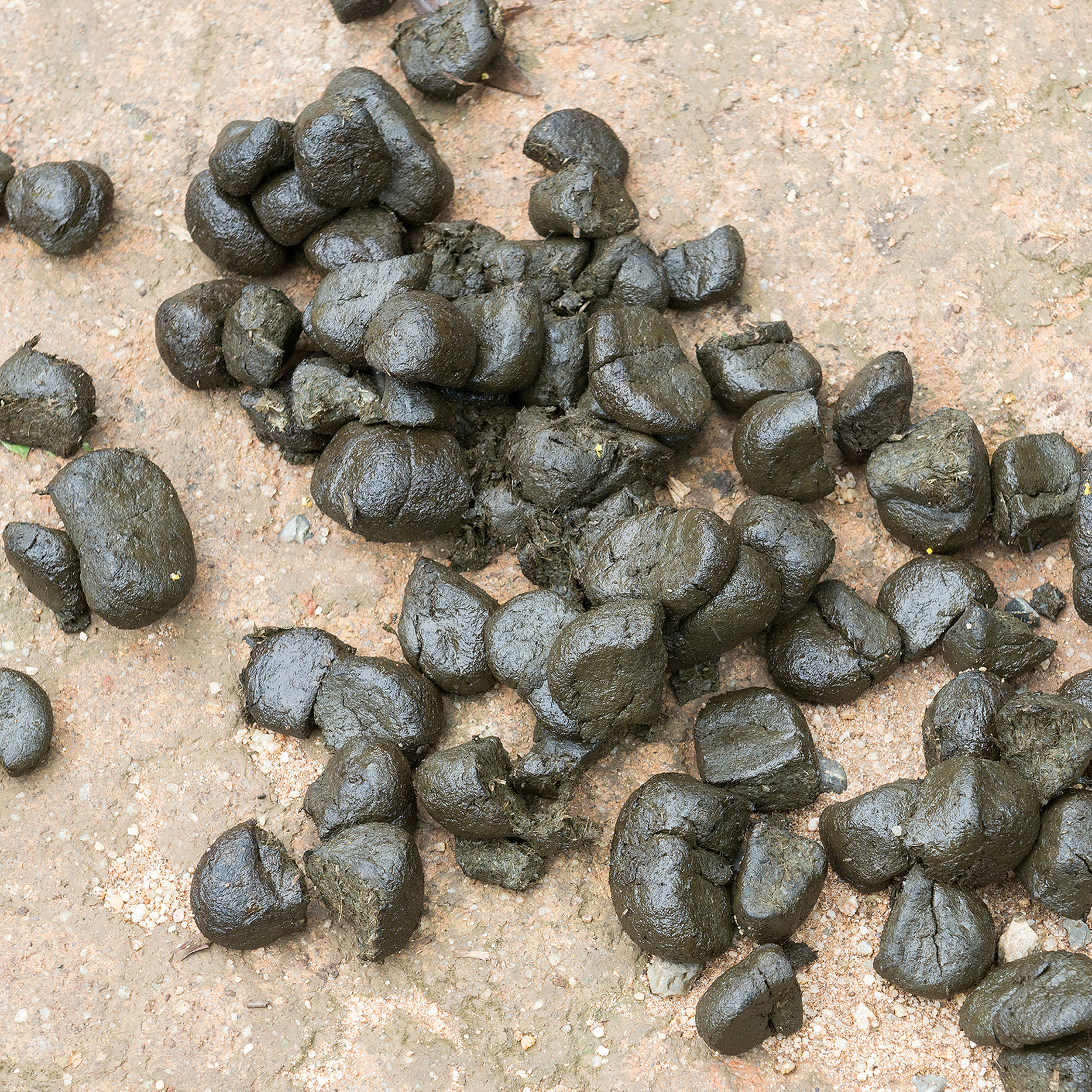 Horse Poop