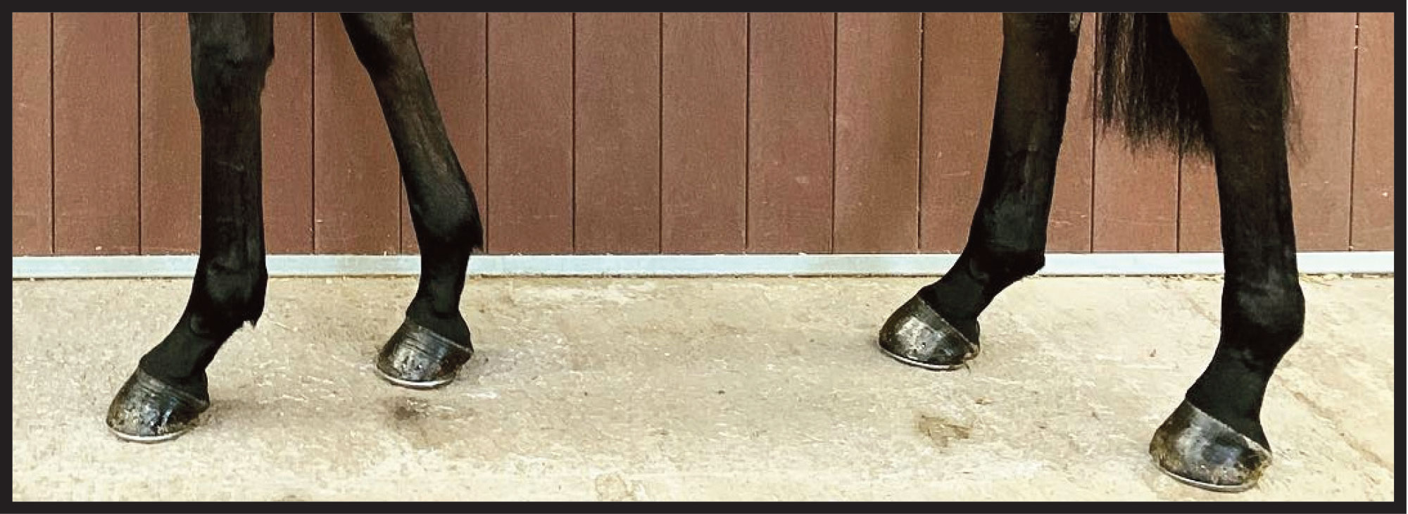 Treats Hooves