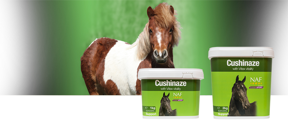 Provides nutritional support of the pituitary gland in older horses and ponies