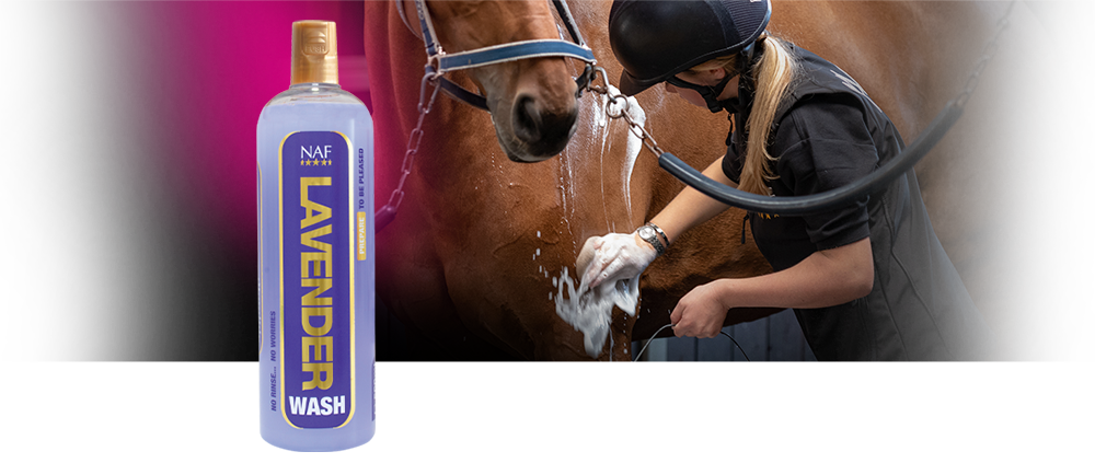 No rinse body wash containing essential lavender oil