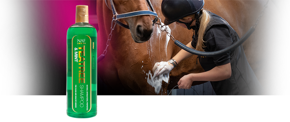 Clean and soothe with this mildly antibacterial refreshing shampoo