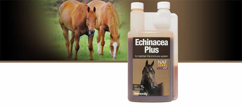 Provides daily support for the immune system