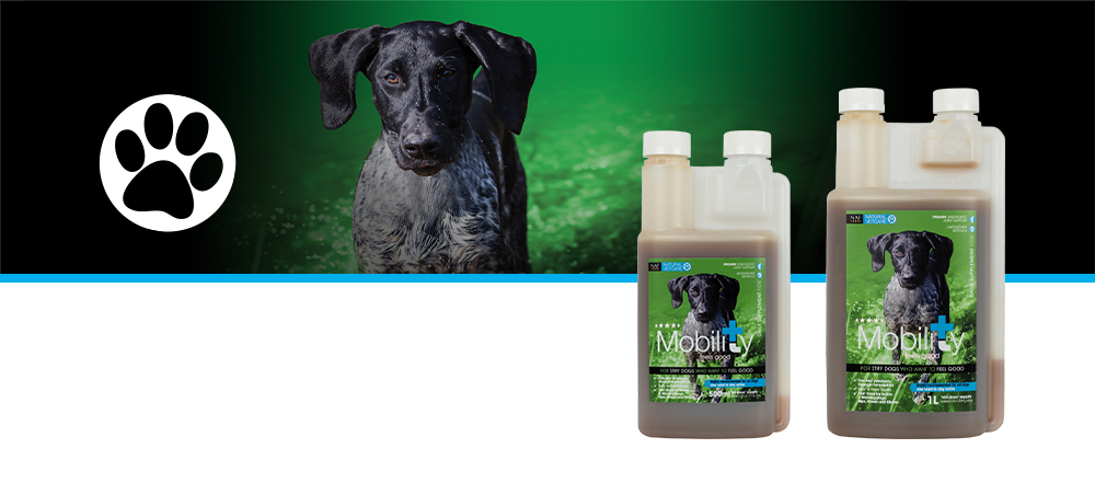 Veterinary strength nutritional support for dogs with stiff joints or an active lifestyle.
