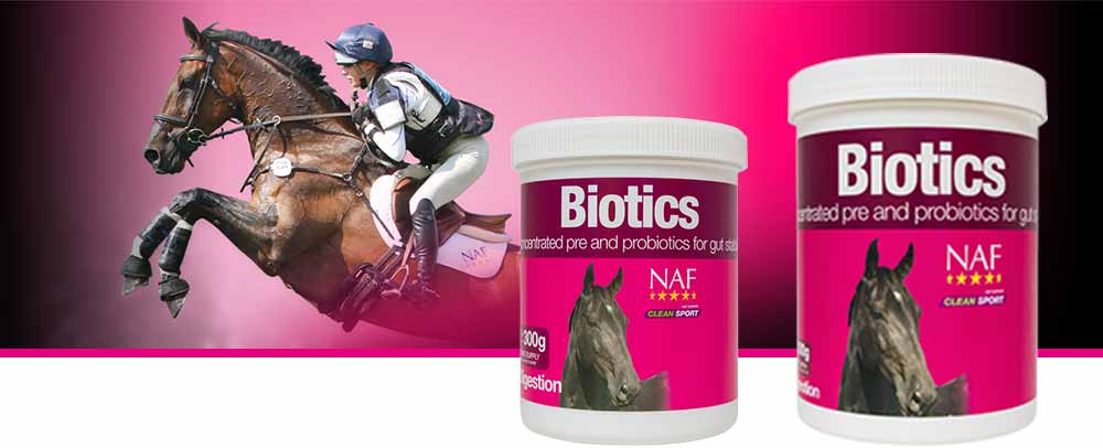 Blend of pre and probiotics for gut health and stability
