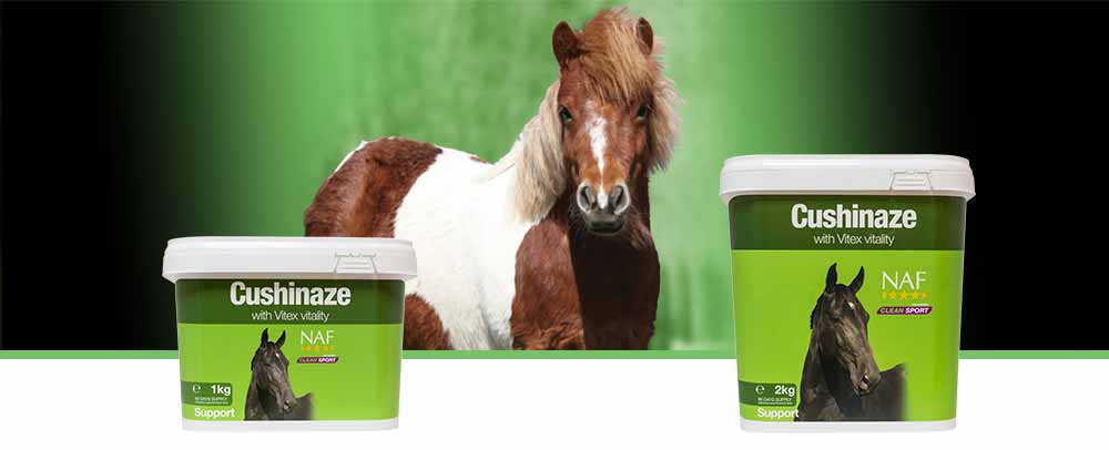 Provides nutritional support of the pituitary gland in older horses and ponies