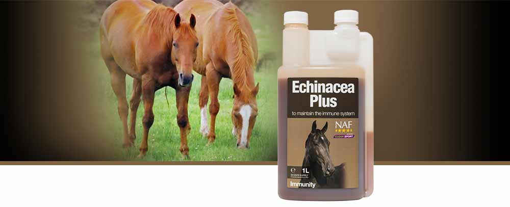 Provides daily support for the immune system