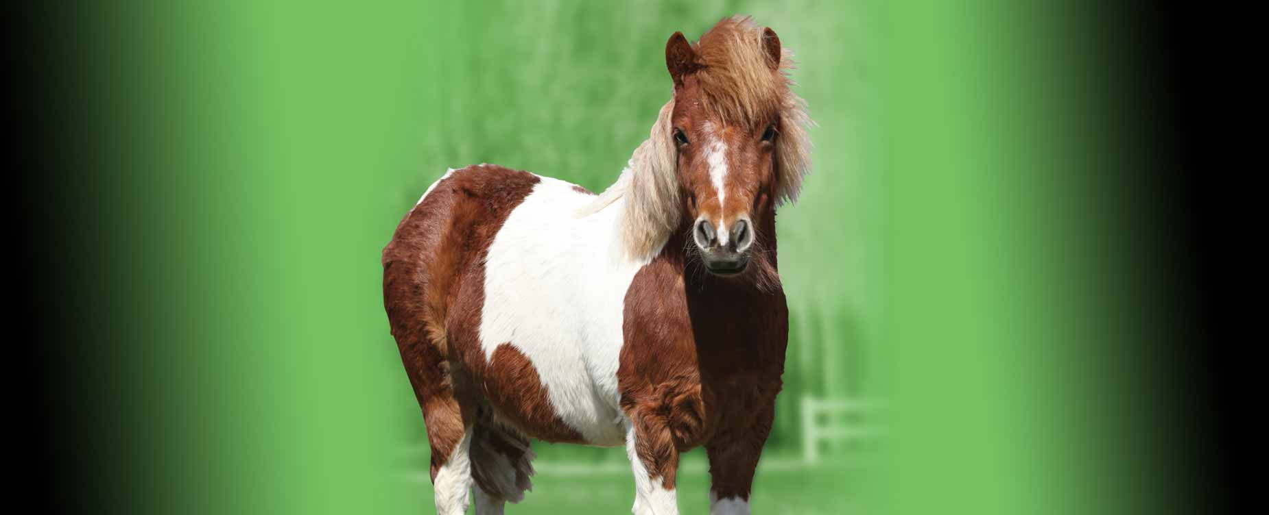 Our aim is to maintain your horse?s lifestyle wherever possible