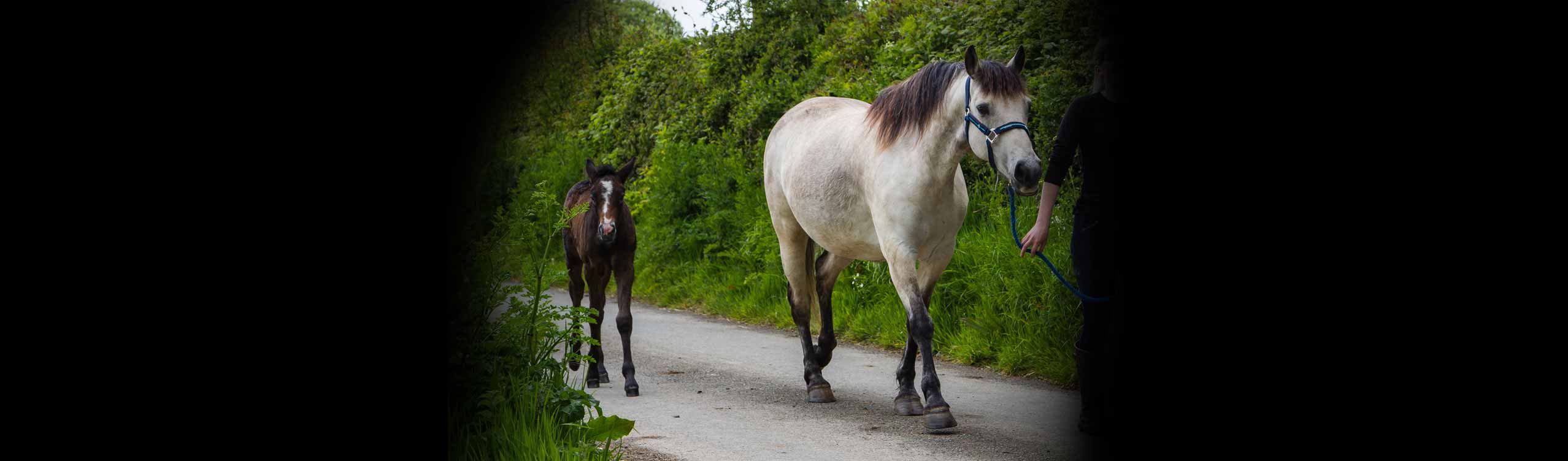 NAF Horses