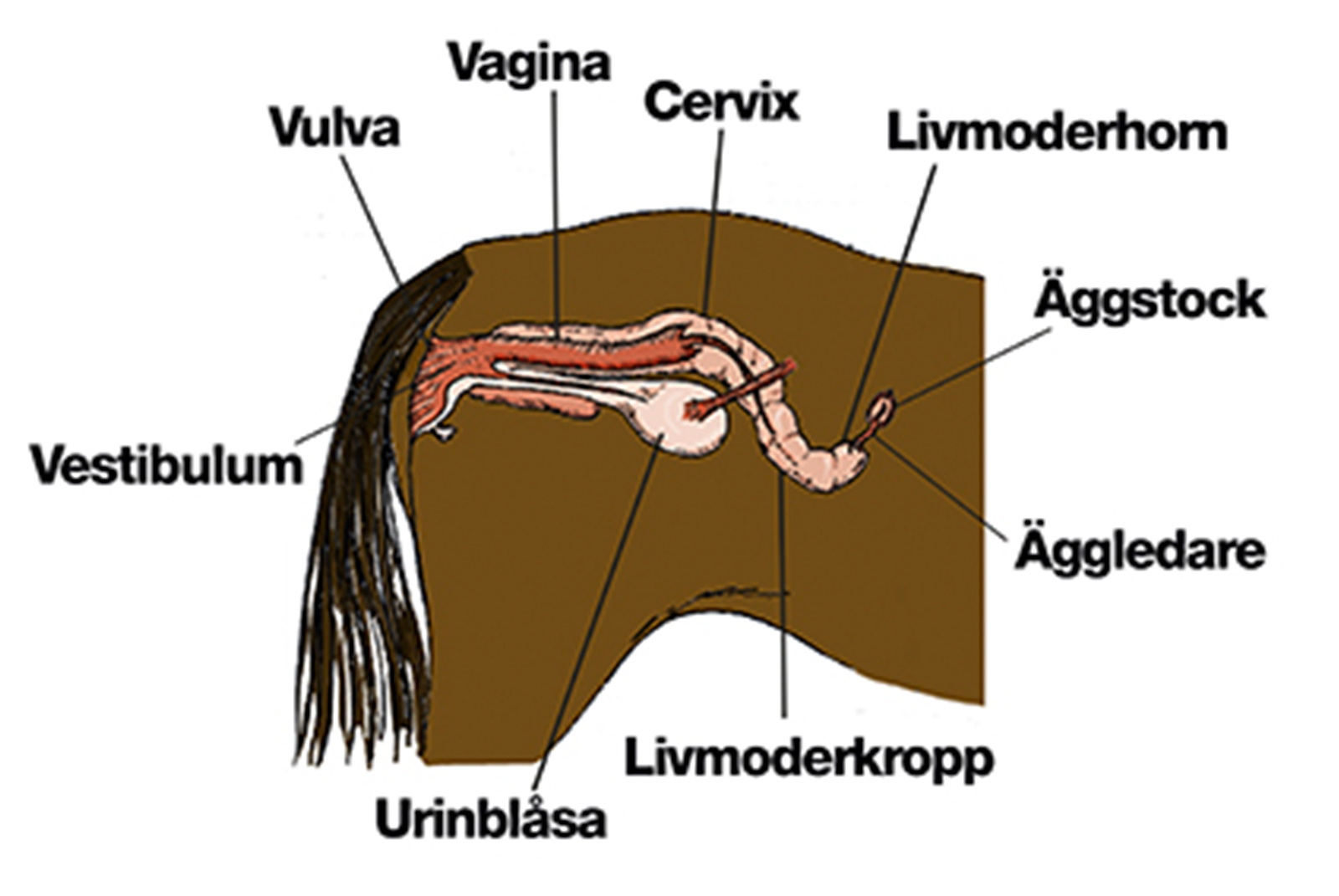 Hormonella Ston