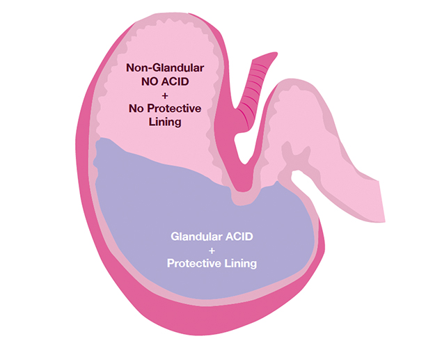 Stomach diagram