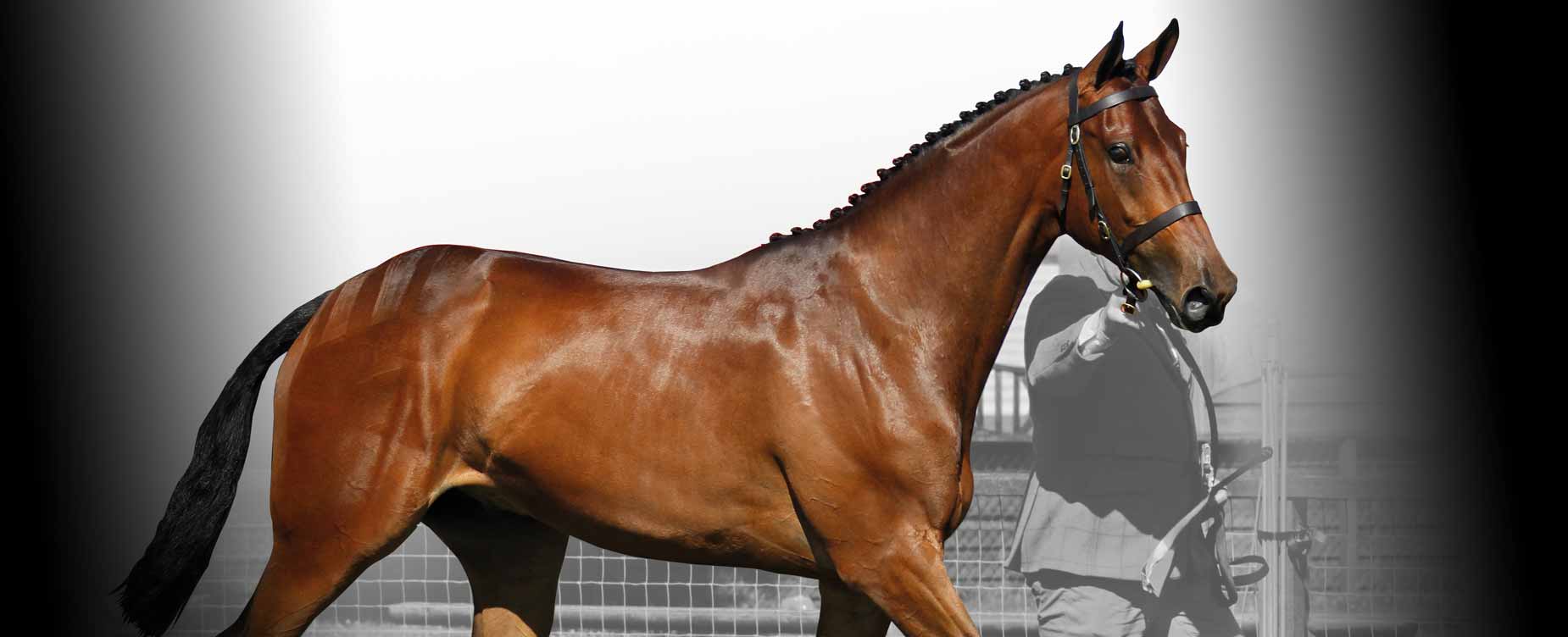 Our aim to help you manage your horse's skin condition