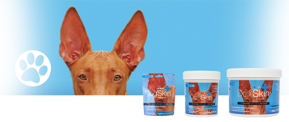 Veterinary strength nutritional support for itchy sensitive skin.