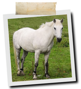 Superflex Senior | Equine Supplements | Supplements for Horses
