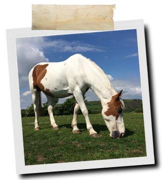 Oestress | Equine Supplements | Supplements for Horses